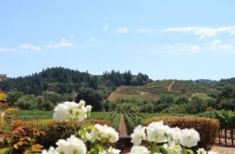 californian vineyard