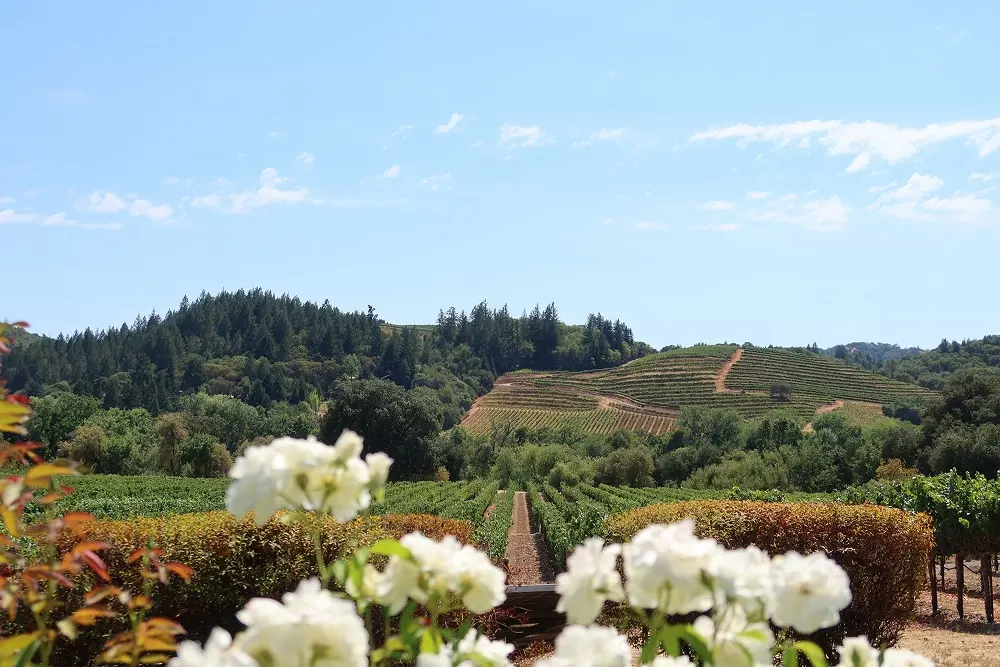 California wine regions: Napa Valley