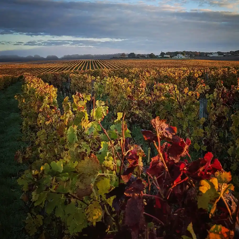 French wine regions: Bordeaux