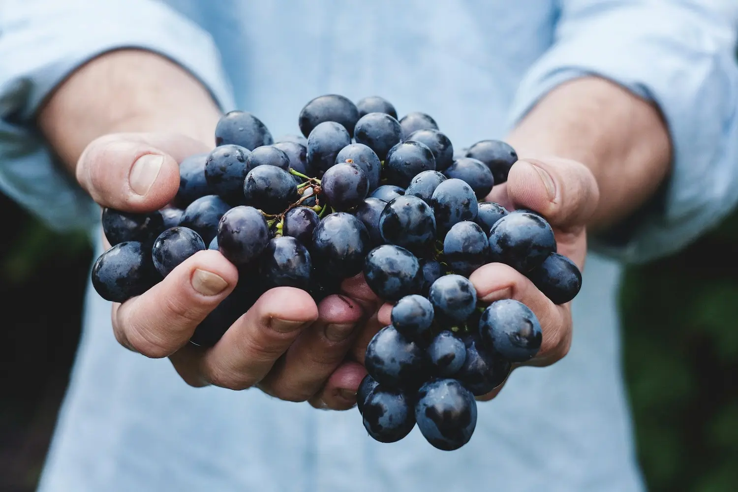 French wine appellations