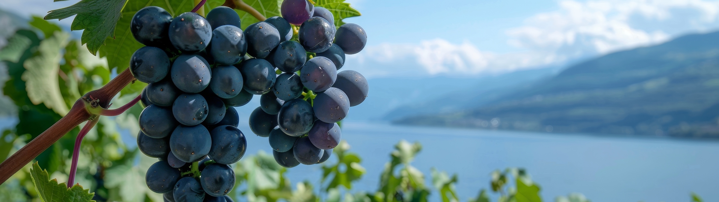Albariño Rias Baixas