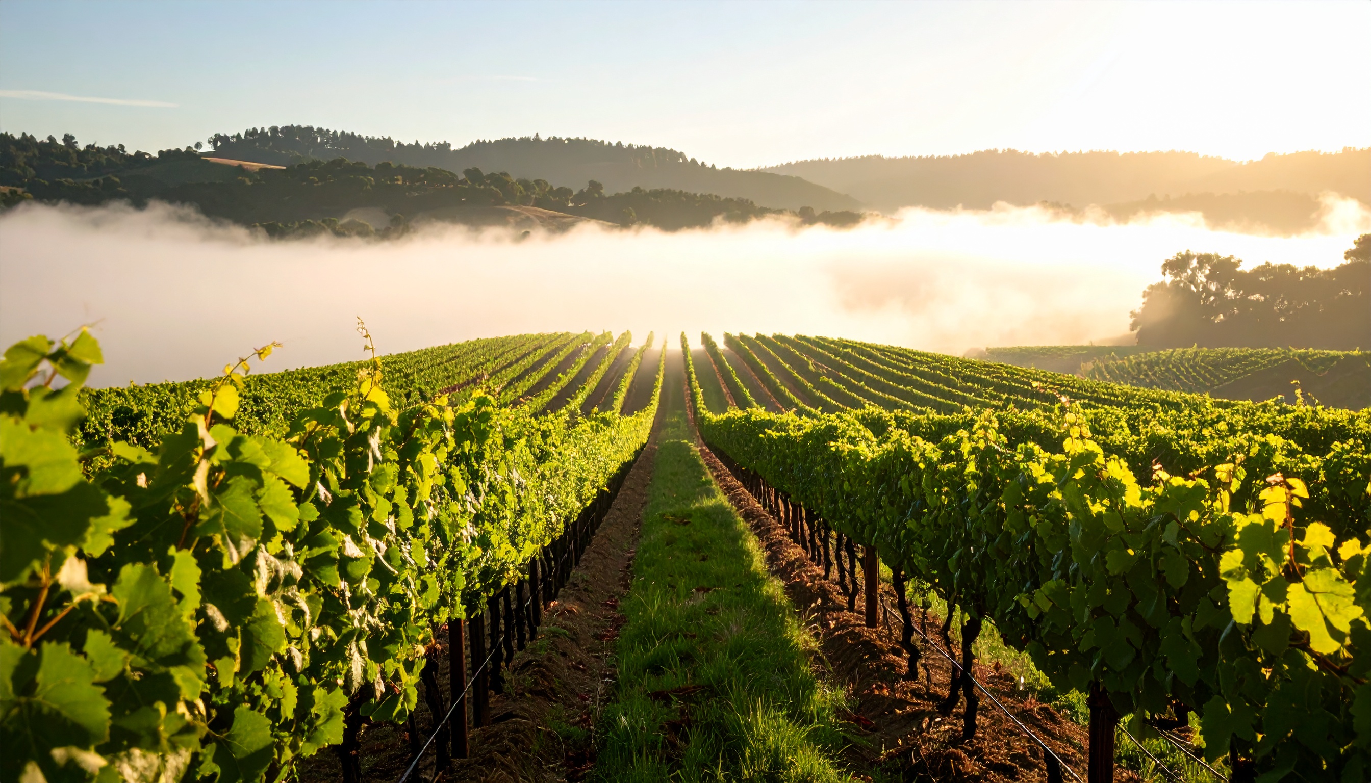 Elite California wine bottles of 2025