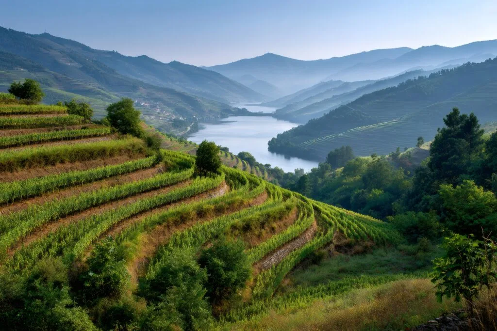 Underrated Wine Regions